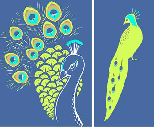 Peacock Illustrator Portfoilio Illustration Artist